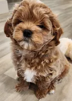 Bowser , a male Shihpoo for sale in Branson, MO – 4 of 10