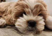Bandana , a male Shihpoo for sale in Branson, MO – 2 of 6