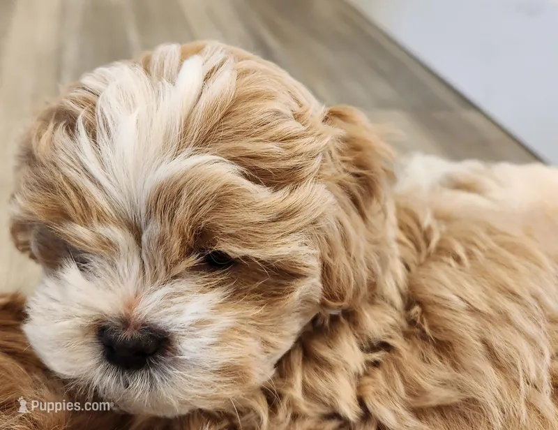 Bandana  – Shihpoo puppy for sale in Branson, MO