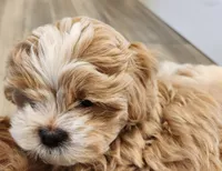 Bandana , a male Shihpoo for sale in Branson, MO – 1 of 6