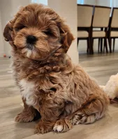 Bowser , a male Shihpoo for sale in Branson, MO – 5 of 10
