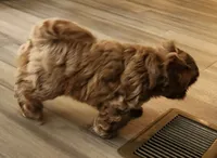 Bowser , a male Shihpoo for sale in Branson, MO – 6 of 10