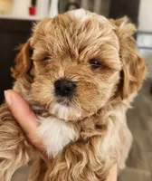 Bowser , a male Shihpoo for sale in Branson, MO – 9 of 10