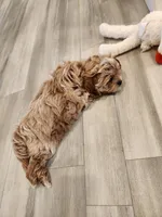 Bowser , a male Shihpoo for sale in Branson, MO – 10 of 10