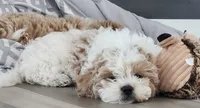 Violet , a female Shihpoo for sale in Branson, MO – 7 of 8