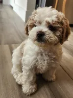 Violet , a female Shihpoo for sale in Branson, MO – 3 of 4