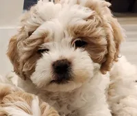 Violet , a female Shihpoo for sale in Branson, MO – 4 of 4