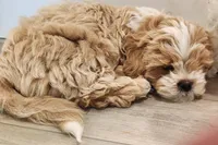Bandana , a male Shihpoo for sale in Branson, MO – 3 of 6