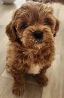 Bowser , a male Shihpoo for sale in Branson, MO – 8 of 10
