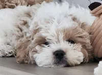 Violet , a female Shihpoo for sale in Branson, MO – 6 of 8