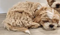 Bandana , a male Shihpoo for sale in Branson, MO – 4 of 6
