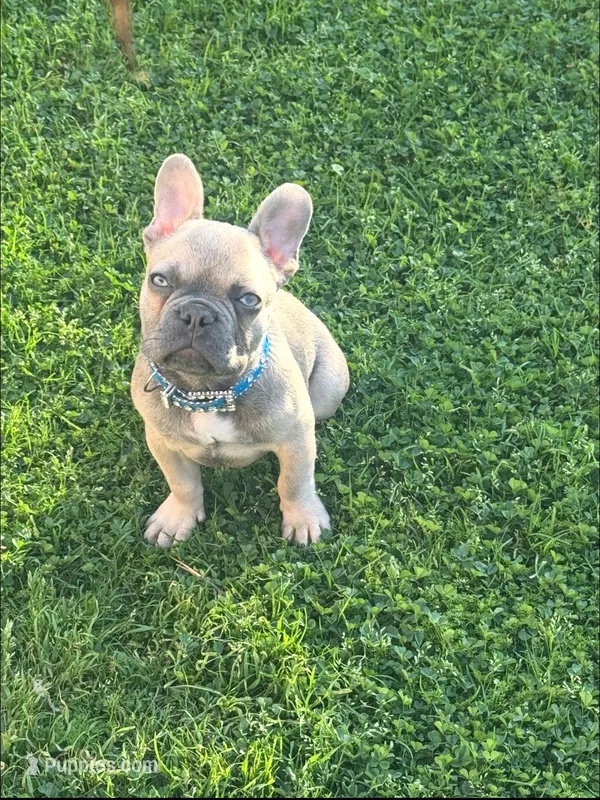 Dior – French Bulldog puppy for sale in Compton, CA