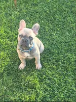 Dior, a male French Bulldog for sale in Compton, CA – 1 of 2