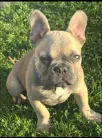 Dior, a male French Bulldog for sale in Compton, CA – 2 of 2