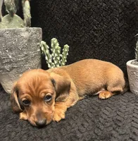 Big Tony, a male Miniature Dachshund for sale in Clinton, AR – 3 of 4