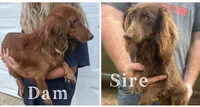 Muffin, a male Miniature Dachshund for sale in Clinton, AR – 6 of 7