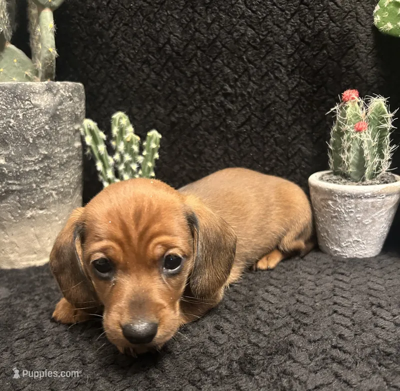 Big Tony – Miniature Dachshund puppy for sale in Clinton, AR