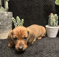 Big Tony, a male Miniature Dachshund for sale in Clinton, AR – 1 of 4