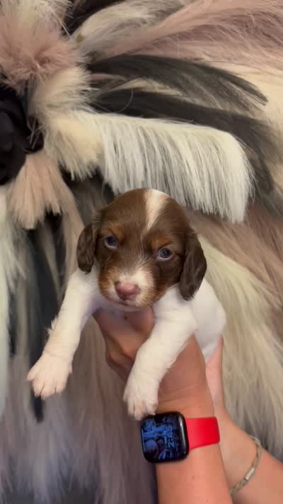 Muffin, a male Miniature Dachshund for sale in Clinton, AR – 7 of 7