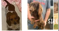 Big Tony, a male Miniature Dachshund for sale in Clinton, AR – 4 of 4