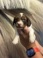 Muffin, a male Miniature Dachshund for sale in Clinton, AR – 4 of 7