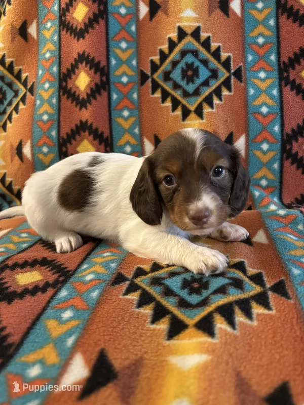 Muffin – Miniature Dachshund puppy for sale in Clinton, AR