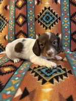 Muffin, a male Miniature Dachshund for sale in Clinton, AR – 1 of 7
