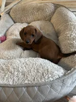 Big Tony, a male Miniature Dachshund for sale in Clinton, AR – 2 of 4