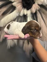 Muffin, a male Miniature Dachshund for sale in Clinton, AR – 3 of 7