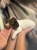 Muffin, a male Miniature Dachshund for sale in Clinton, AR – 5 of 7