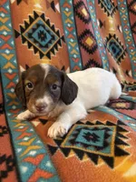 Muffin, a male Miniature Dachshund for sale in Clinton, AR – 2 of 7