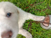 Rafael, a male German Shepherd Dog and Alaskan Husky for sale in Hilo, HI – 4 of 7