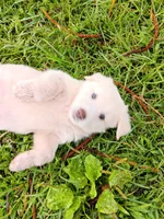 Rafael, a male German Shepherd Dog and Alaskan Husky for sale in Hilo, HI – 6 of 7