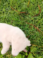 Rafael, a male German Shepherd Dog and Alaskan Husky for sale in Hilo, HI – 7 of 7
