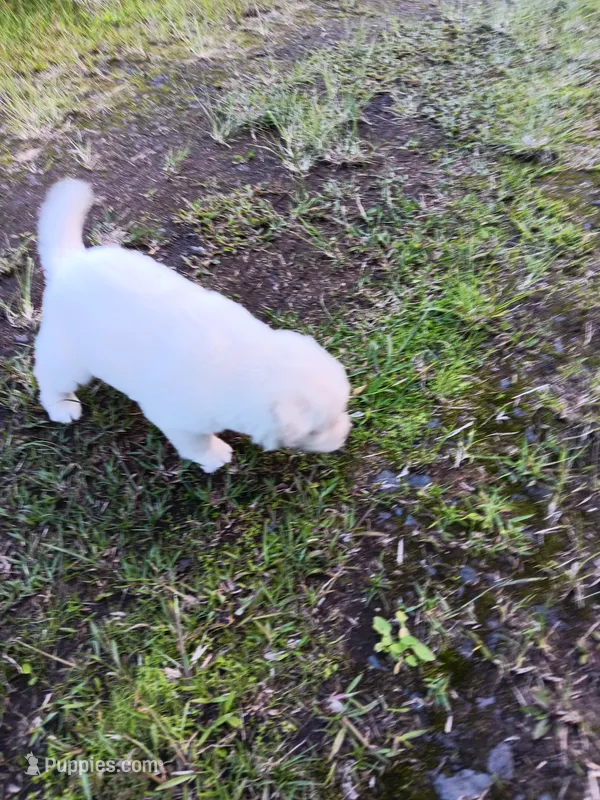 Rafael – Alaskan Husky puppy for sale in Hilo, HI