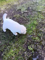Rafael, a male Alaskan Husky for sale in Hilo, HI – 1 of 2