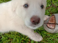 Rafael, a male German Shepherd Dog and Alaskan Husky for sale in Hilo, HI – 2 of 7