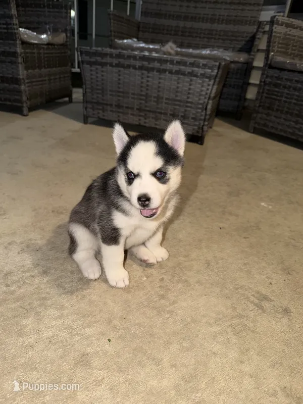 Stormi – Siberian Husky puppy for sale in Masontown, PA