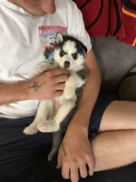 Stormi, a female Siberian Husky for sale in Masontown, PA – 2 of 3