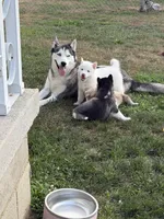 Bolt, a male Siberian Husky for sale in Masontown, PA – 2 of 2