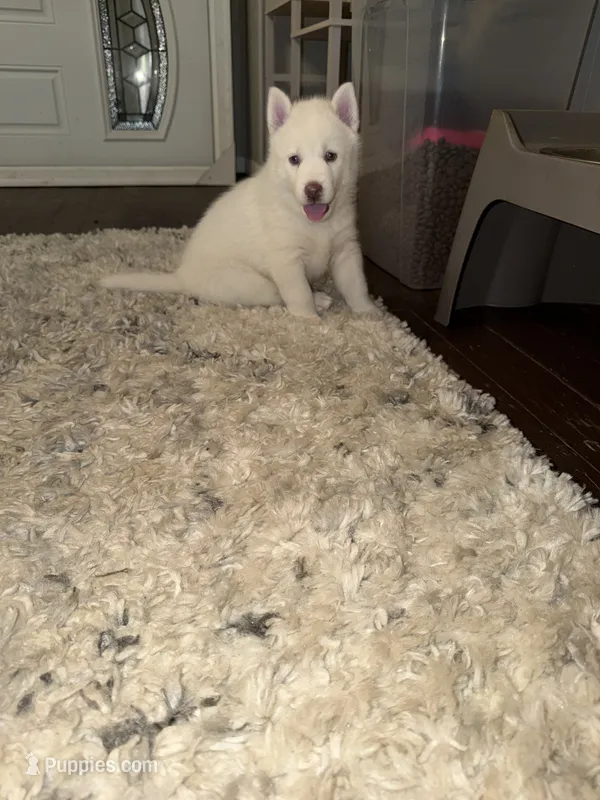 Bolt – Siberian Husky puppy for sale in Masontown, PA