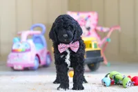 Duncan, a male Newfypoo for sale in Millersburg, OH – Photo 5 of 5