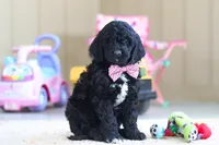 Duncan, a male Newfypoo for sale in Millersburg, OH – Photo 2 of 5