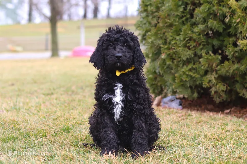 Duncan – Newfypoo puppy for sale in Millersburg, OH
