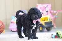 Duncan, a male Newfypoo for sale in Millersburg, OH – Photo 4 of 5