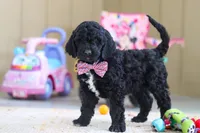 Duncan, a male Newfypoo for sale in Millersburg, OH – Photo 1 of 5
