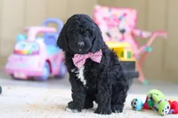 Duncan, a male Newfypoo for sale in Millersburg, OH – Photo 3 of 5