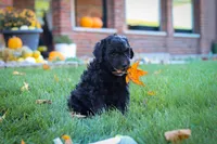 Oliver, a male Newfypoo for sale in Millersburg, OH – Photo 7 of 9
