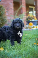 Oliver, a male Newfypoo for sale in Millersburg, OH – Photo 5 of 9