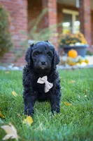 Oliver, a male Newfypoo for sale in Millersburg, OH – Photo 2 of 9